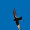 Handbook of the Birds of the World - Volume 5 - 图片 12