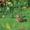 Handbook of the Birds of the World - Volume 5 - 图片 2