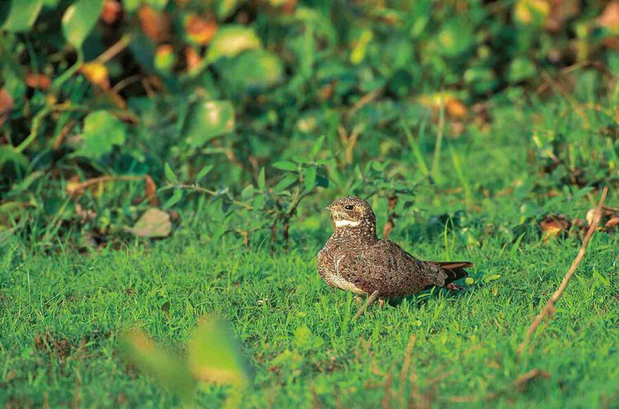 Nacunda Nighthawk