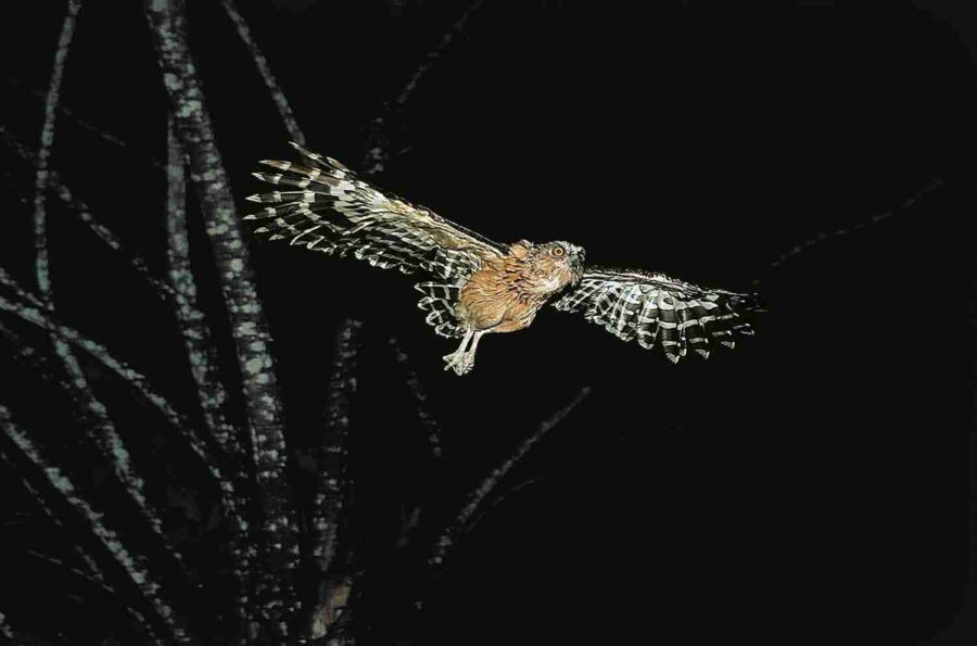 Bufffy Fish-Owl