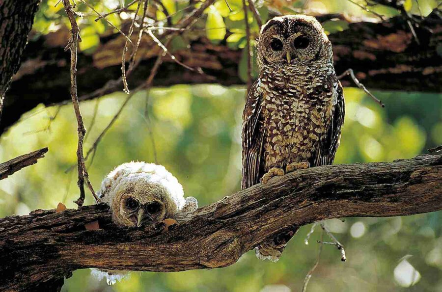 Spotted Owl