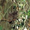 Handbook of the Birds of the World - Volume 5 - 图片 6