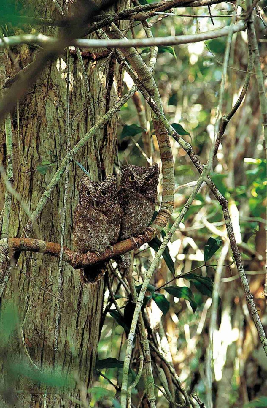 Sokoke Scops-Owl