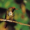 Handbook of the Birds of the World - Volume 5 - 图片 7