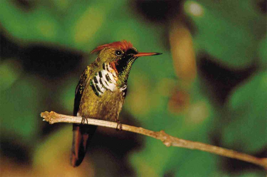 Frilled Coquette