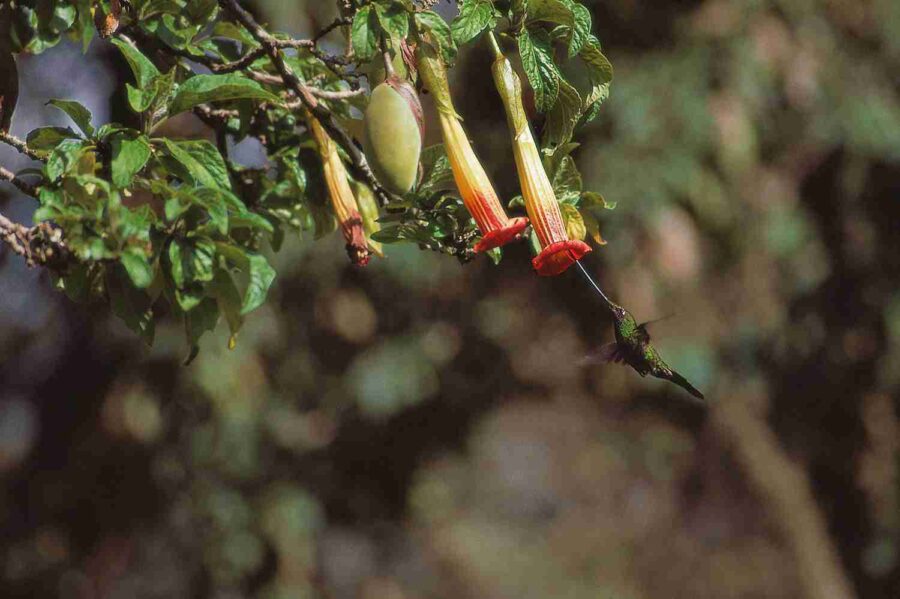 Colibrí de bec d'espasa