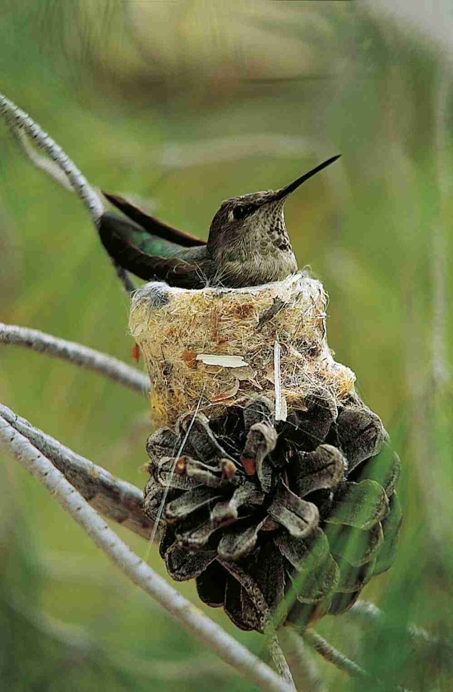 Anna's Hummingbird