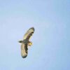 Handbook of the Birds of the World - Volume 5 - 图片 11