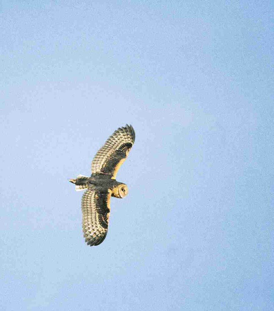 African Grass-Owl