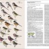 Handbook of the Birds of the World - Volume 13 - Imagen 17