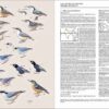 Handbook of the Birds of the World - Volume 13 - Imagen 15