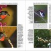 Handbook of the Birds of the World - Volume 13 - Imagen 14