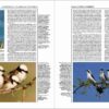 Handbook of the Birds of the World - Volume 13 - Imagen 20