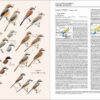Handbook of the Birds of the World - Volume 13 - Imagen 19