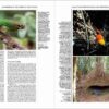Handbook of the Birds of the World - Volume 14 - Image 12