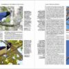 Handbook of the Birds of the World - Volume 14 - Image 18