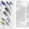 Handbook of the Birds of the World - Volume 14 - Image 17