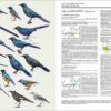 Handbook of the Birds of the World - Volume 14 - Image 15
