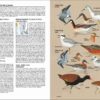 Aves de Chile - Image 6