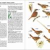 Aves de Chile - Image 4