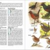 Aves de Chile - Image 3