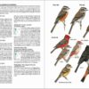 Aves de Chile - Image 2