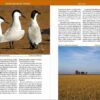 Dónde ver Aves en Doñana - 图片 2