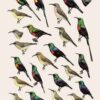 Handbook of the Birds of the World - Volume 13 - Imagen 8