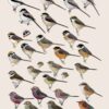 Handbook of the Birds of the World - Volume 13 - Imagen 9