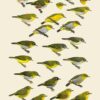 Handbook of the Birds of the World - Volume 13 - Imagen 11