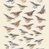 Handbook of the Birds of the World - Volume 13 - Imagen 10