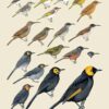 Handbook of the Birds of the World - Volume 13 - Imagen 12