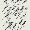 Handbook of the Birds of the World - Volume 13 - Imagen 13