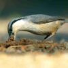 Handbook of the Birds of the World - Volume 13 - Imagen 6
