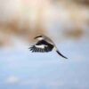 Handbook of the Birds of the World - Volume 13 - Imagen 4