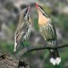 Handbook of the Birds of the World - Volume 13 - Imagen 7