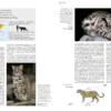 Felidae Gatos