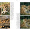 Felidae Gatos