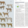 Felidae Gatos