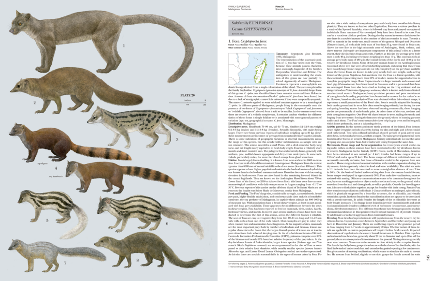 Eupleridae Madagascar Carnivores