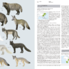 Canidae Perros