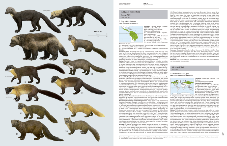 Mustelidae Weasels