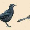 Handbook of the Birds of the World - Volume 14 - Image 9