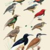 Handbook of the Birds of the World - Volume 14 - Image 10