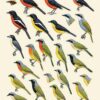 Handbook of the Birds of the World - Volume 14 - Image 11