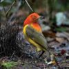 Handbook of the Birds of the World - Volume 14 - Image 6