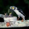 Handbook of the Birds of the World - Volume 14 - Image 4