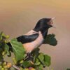 Handbook of the Birds of the World - Volume 14 - Image 8