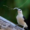 Handbook of the Birds of the World - Volume 14 - Image 3