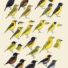 Manual de las Aves del Mundo - Volumen 15 - Imagen 26